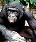 PeterBonobo