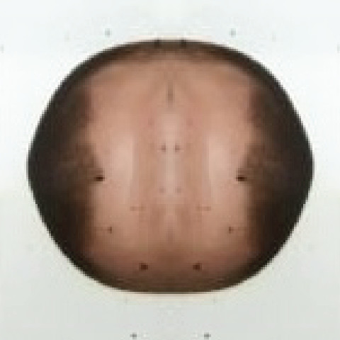 fuzzcutbuzz