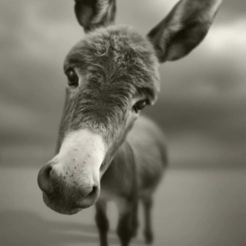 babydonkey