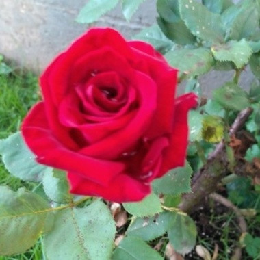 TheRoseKing