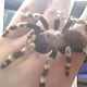 katmandoo