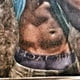 lell_br