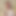Mylan_Levkovich