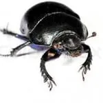 black-bug