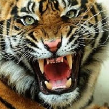 Super_Tigris