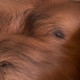 Hairy_indian