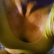 CDhomewife