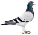 pigeons99