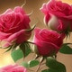 Ridoy_khan18