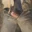 cummy_jeans_pig