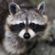 Thehornyraccoon