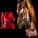 wildlovetigress