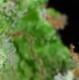 weedman1980