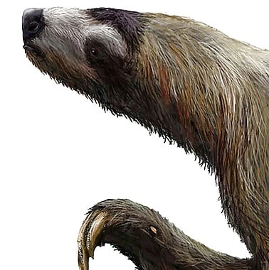 nothrotheriops