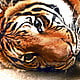 xlazytigerx