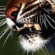 thetigerking