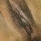 Sweet_pusy