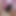 Sluttyclitoris