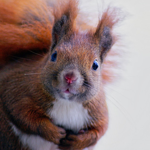 anxioussquirrel