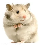 Hamstergirl