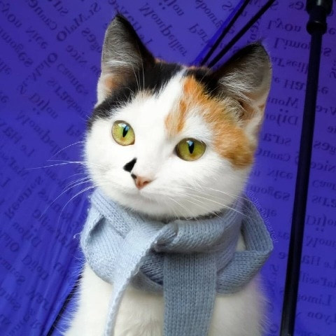 kittenpig_