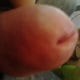 pollo269