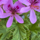 geraniumflower