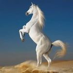 whitehorse7
