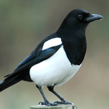 VoyeurMagpie