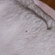 Hornycub98607