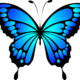 mitawachi