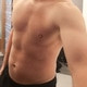 Deckhengst_87