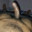 bisex321