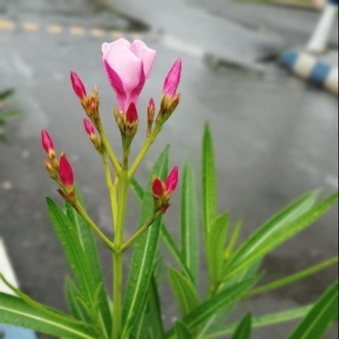 Tumiami920457