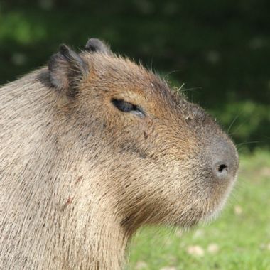 capybara_baby