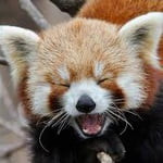 lilredpanda