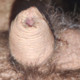 Seboses