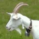 stargoat