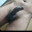 FantasyBull_06