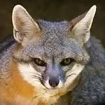 greyfox51