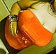 Campus_Sweetheart