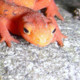 redrocklizard