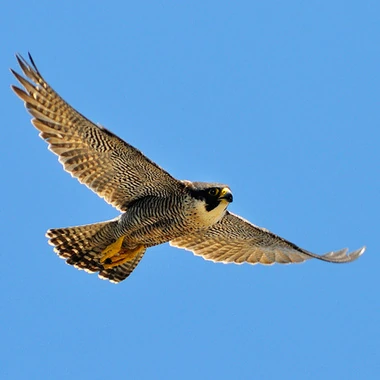 xFalco