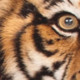 devioustiger