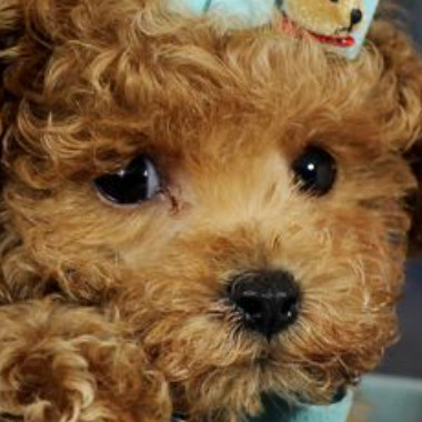 Just_a_puppy