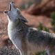 CoyoteWhoLaughs