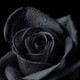 Unknown_brain12