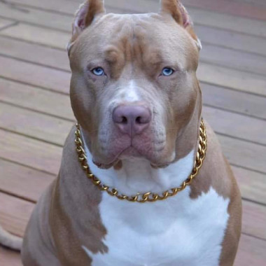 Pittbull26