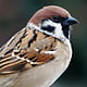 sparrow9898