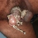 desixxraju